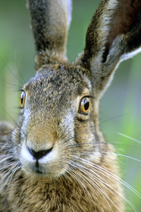 Hase - Foto, Druck, Poster, Leinwand