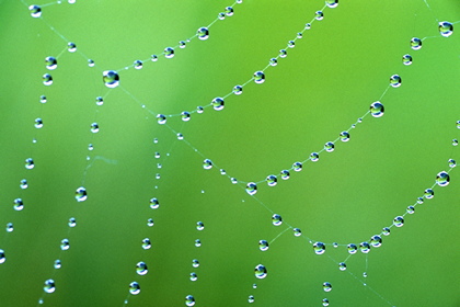 Regentropfen im Spinnennetz - Foto, Druck, Poster, Leinwand