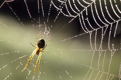 Herbstspinne - Foto, Druck, Poster, Leinwand