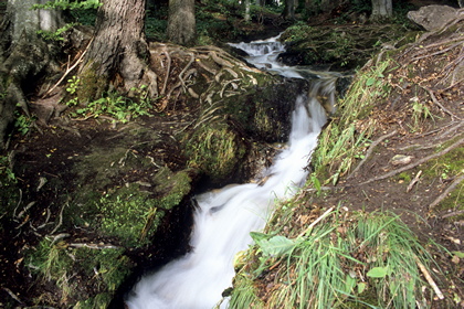 Waldbach - Foto, Druck, Poster, Leinwand