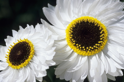 Sommerblume - Foto, Druck, Poster, Leinwand