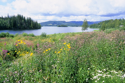 Wildwiese am See - Foto, Druck, Poster, Leinwand