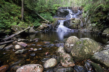 Waldbach - Foto, Druck, Poster, Leinwand