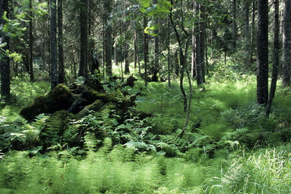 Wald - Foto, Druck, Poster, Leinwand