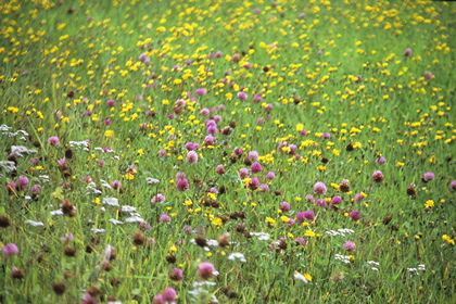 Blumenwiese - Foto, Druck, Poster, Leinwand