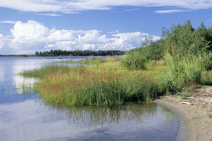 Strandvegetation - Foto, Druck, Poster, Leinwand