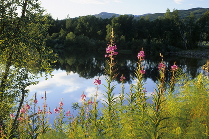 Waldsee - Foto, Druck, Poster, Leinwand