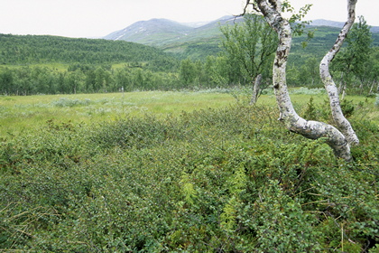 Nordische Höhenlandschaft - Foto, Druck, Poster, Leinwand