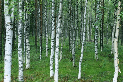 Birkenwald - Foto, Druck, Poster, Leinwand