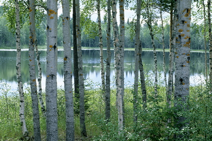 Waldsee - Foto, Druck, Poster, Leinwand
