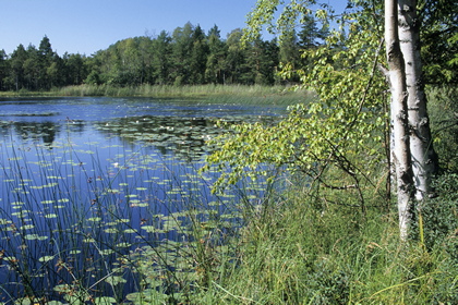 Waldsee - Foto, Druck, Poster, Leinwand