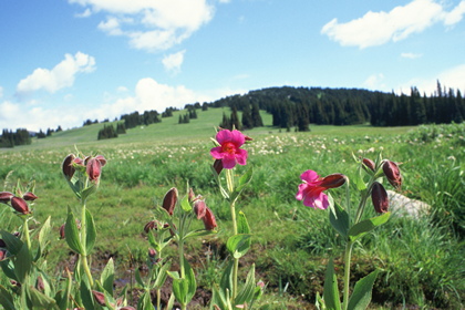 Wiese - Foto, Druck, Poster, Leinwand