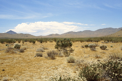 Mojawe Wüste - Foto, Druck, Poster, Leinwand