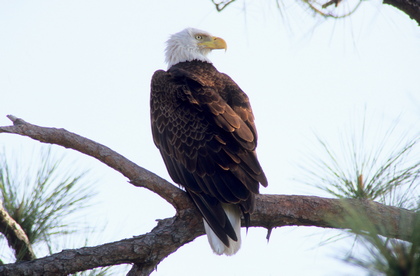 Weißkopfseeadler - Foto, Druck, Poster, Leinwand