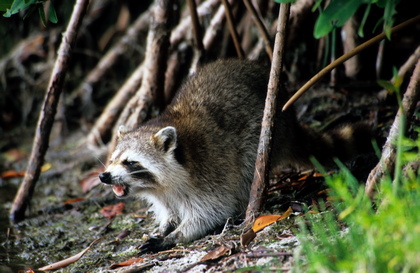 Waschbär - Foto, Druck, Poster, Leinwand