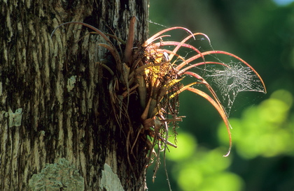 Tillandsie, Tillandsia species - Foto, Druck, Poster, Leinwand