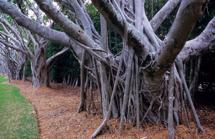 Würgefeigen, Ficus dendrocida - Foto, Druck, Poster, Leinwand