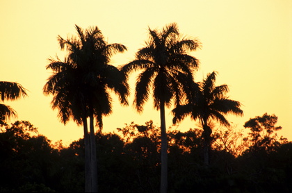 Sonnenuntergang in den Everglades - Foto, Druck, Poster, Leinwand
