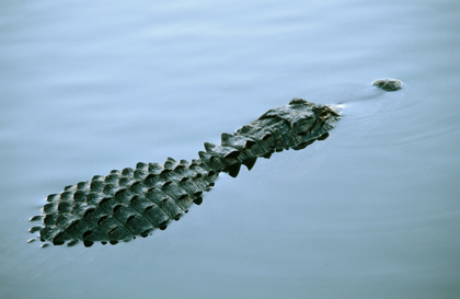 Mississippi-Alligator - Foto, Druck, Poster, Leinwand