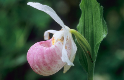 Mokassinfrauenschuh, Cypripedium reginae - Foto, Druck, Poster, Leinwand
