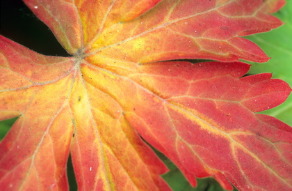 Storchschnabelblatt, Geranium macrorhizum - Foto, Druck, Poster, Leinwand