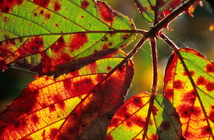 Brombeerblatt im Herbst - Foto, Druck, Poster, Leinwand