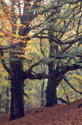 Herbstlicher Buchenwald - Foto, Druck, Poster, Leinwand