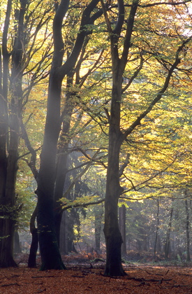 Rotbuchen im Herst - Foto, Druck, Poster, Leinwand