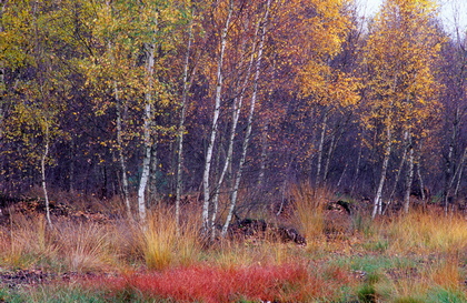 Moorbirken im Herbst - Foto, Druck, Poster, Leinwand