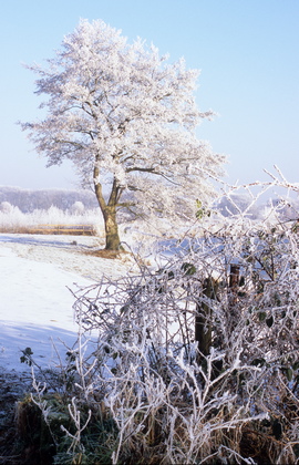 Baum im Raureif - Foto, Druck, Poster, Leinwand