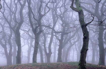 Eichen im Nebel - Foto, Druck, Poster, Leinwand
