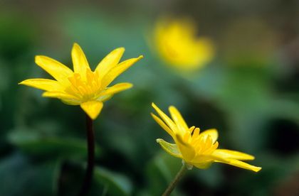 Scharbockskraut, Ranunculus ficaria - Foto, Druck, Poster, Leinwand