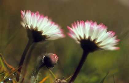 Gänseblümchen, Bellis perennis - Foto, Druck, Poster, Leinwand