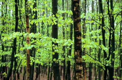 Frühlingswald - Foto, Druck, Poster, Leinwand