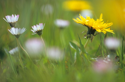 Löwenzahn und Gänseblümchen - Foto, Druck, Poster, Leinwand