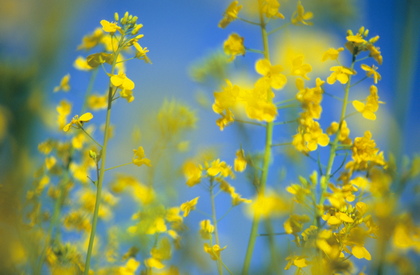 Rapsblüte - Foto, Druck, Poster, Leinwand