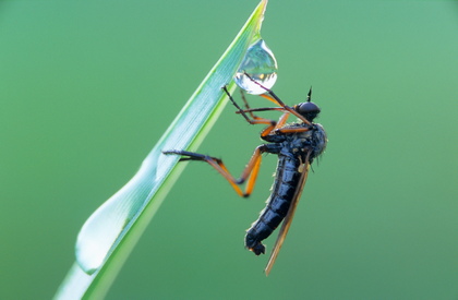 Rotbeinige Tanzfliege - Foto, Druck, Poster, Leinwand