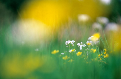 Blumenwiese - Foto, Druck, Poster, Leinwand