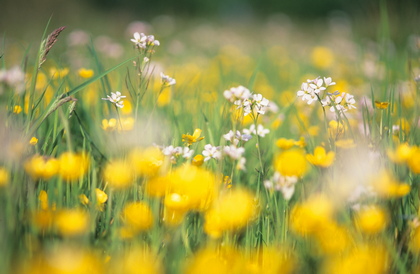 Blumenwiese - Foto, Druck, Poster, Leinwand