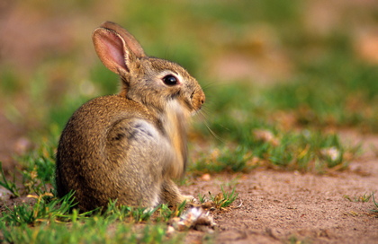 Junges Wildkaninchen - Foto, Druck, Poster, Leinwand