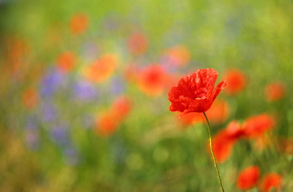 Klatschmohn, Papaver rhoeas - Foto, Druck, Poster, Leinwand