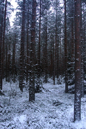 Nordischer Winterwald - Foto, Druck, Poster, Leinwand
