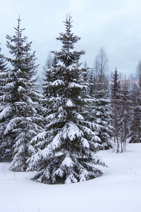 Nordischer Winterwald - Foto, Druck, Poster, Leinwand