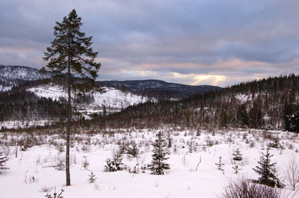 Nordische Winterlandschaft - Foto, Druck, Poster, Leinwand