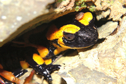 Feuersalamander - Foto, Druck, Poster, Leinwand