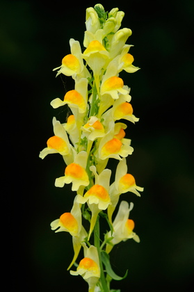 Leinkraut, Linaria vulgaris - Foto, Druck, Poster, Leinwand