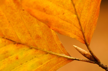 Herbstliche Buchenblätter - Foto, Druck, Poster, Leinwand