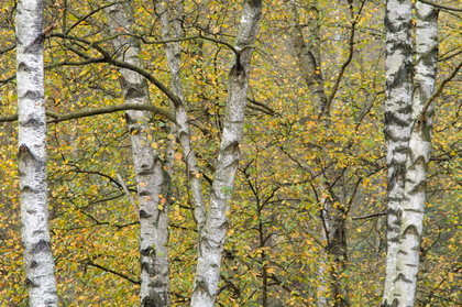 Birken im Herbst - Foto, Druck, Poster, Leinwand