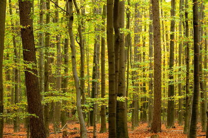 Buchenwald im Herbst - Foto, Druck, Poster, Leinwand