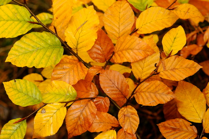 Herbstliches Buchenlaub - Foto, Druck, Poster, Leinwand